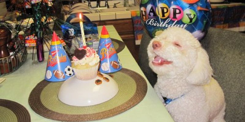 Потішні тварини, які радіють своєму дню народження (ФОТО)