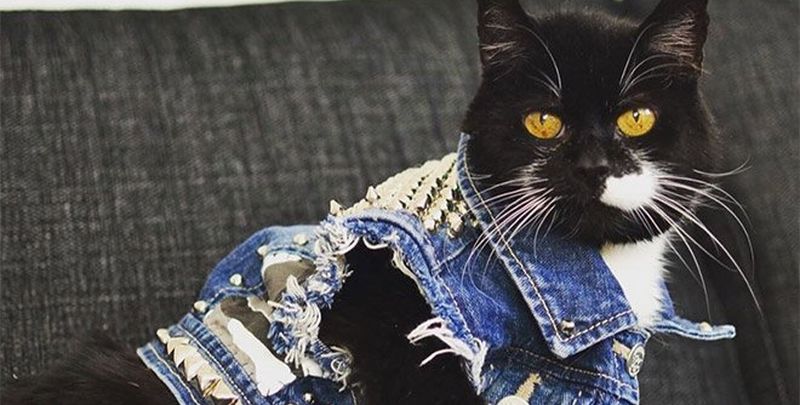 Потішні коти, схожі на рокерів (ФОТО)