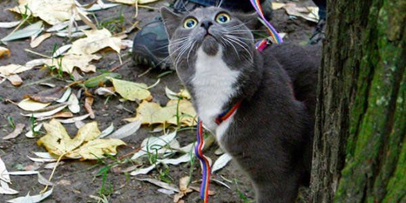 Кумедна реакція котів, які вперше опинилися на вулиці (ФОТО)