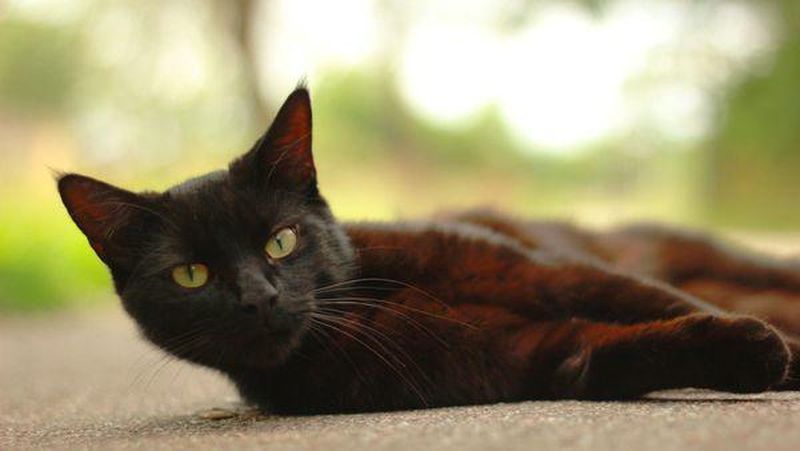 Кумедна кішка, яка промовила «хеллоу» стала зіркою Мережі (ВІДЕО)