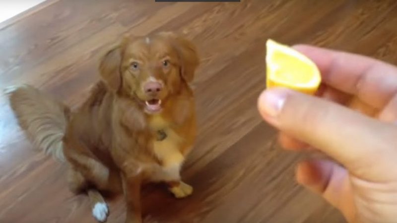 Розчарування року: реакція собаки, яка не оцінила смак лимона (ВІДЕО)