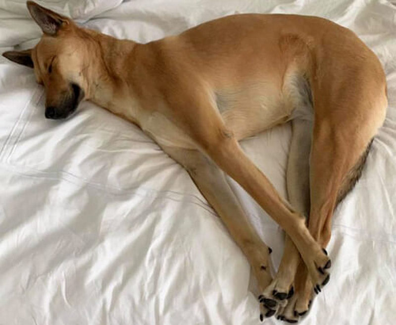 Собака, що спить у дивній позі, став зіркою мемів (ФОТО)