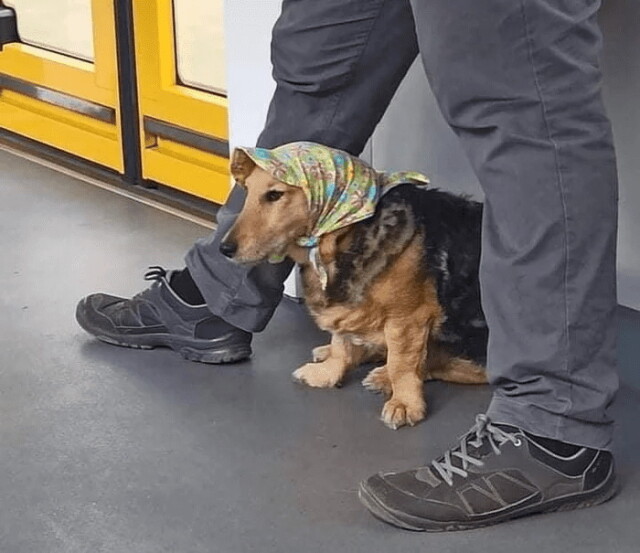 Несподівані та дивні пасажири у метро