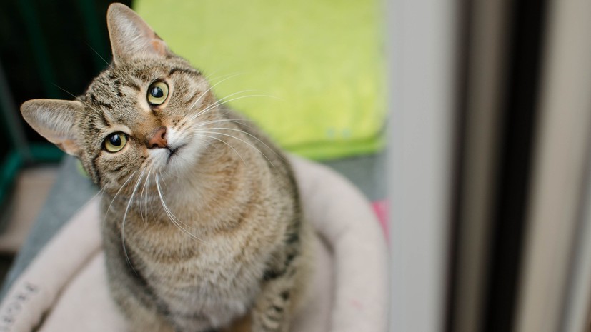 У Британії коту, що постійно чхає, шукають новий будинок (ВІДЕО)