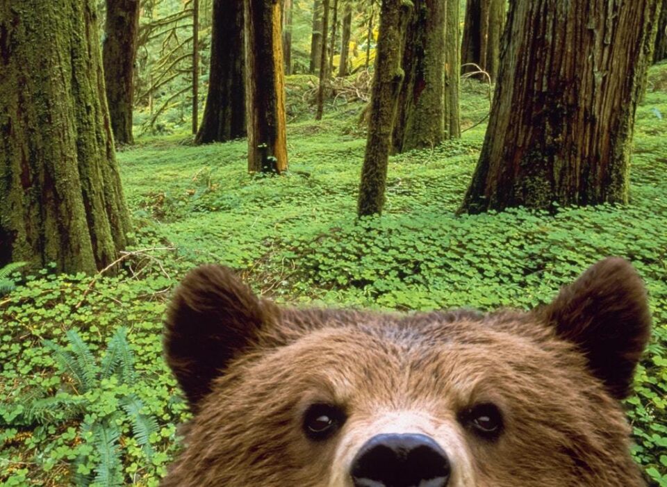 У США цікавий ведмідь відвідав школу (ВІДЕО)