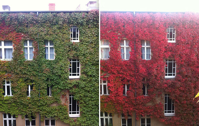 Осенние пейзажи: до и после