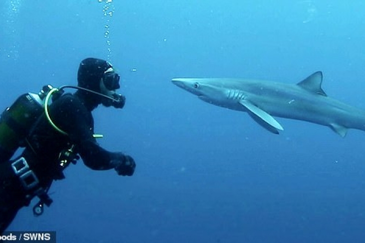 Акула подарувала цікавому дайверу поцілунок (ВІДЕО)