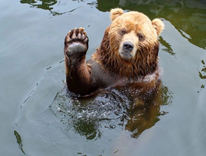 Ведмідь показав, як правильно розслаблятися у ванній кімнаті (ВІДЕО)