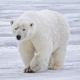 Цікавий білий ведмідь підкорив YouTube (ВІДЕО)