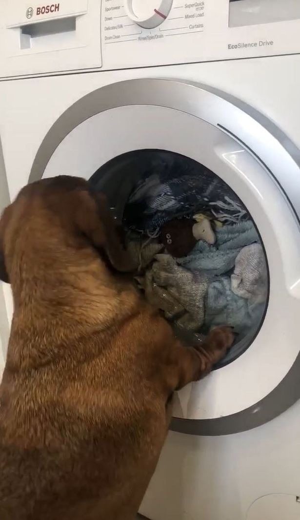 Мережа у захваті від собаки, що спостерігає за іграшкою у пральній машинці (ВІДЕО)