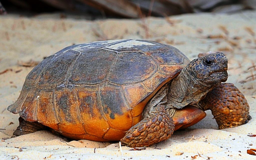 Мережу насмішила «битва» черепахи зі своїм відображенням (ВІДЕО)