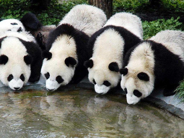 Новий хіт: незграбна панда потрапила у незручну ситуацію (ВІДЕО)