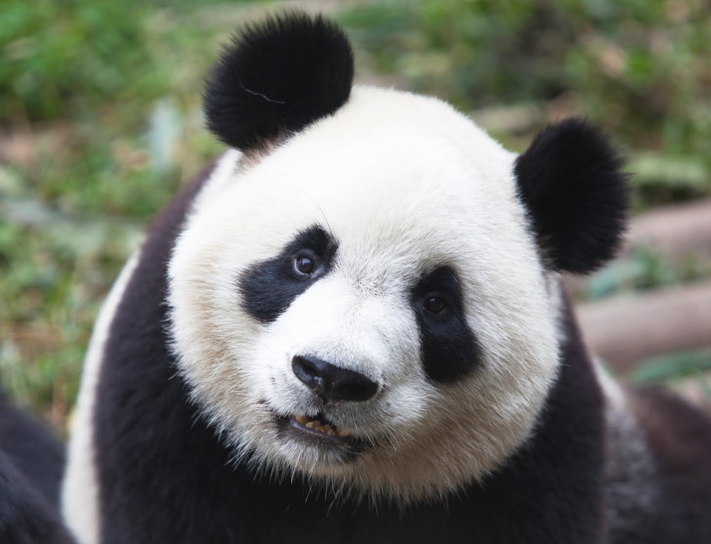 Мережу підкорила панда, закохана у свою доглядачку (ВІДЕО)