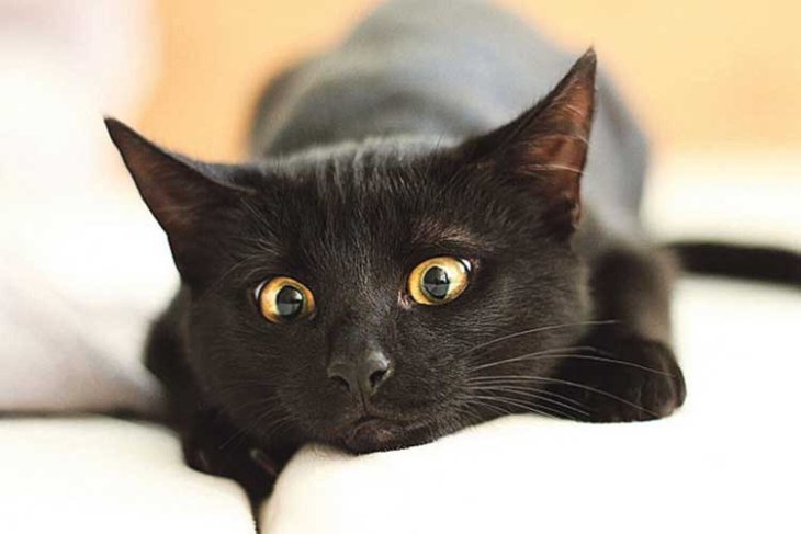 Чорний кіт з незвичайною мордочкою став зіркою Мереж (ФОТО)