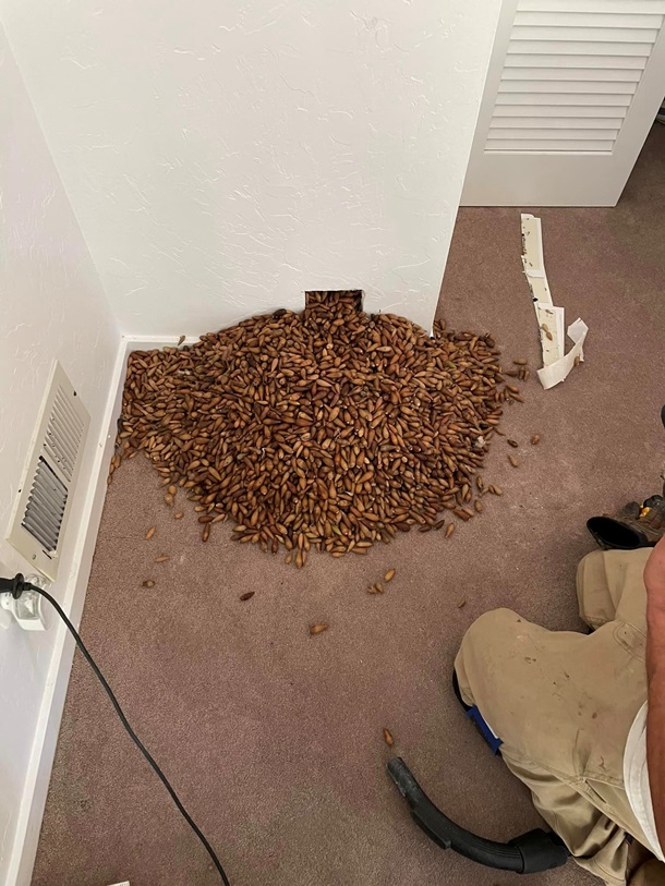 Дятел сховав у стінах будинку 317 кг жолудів