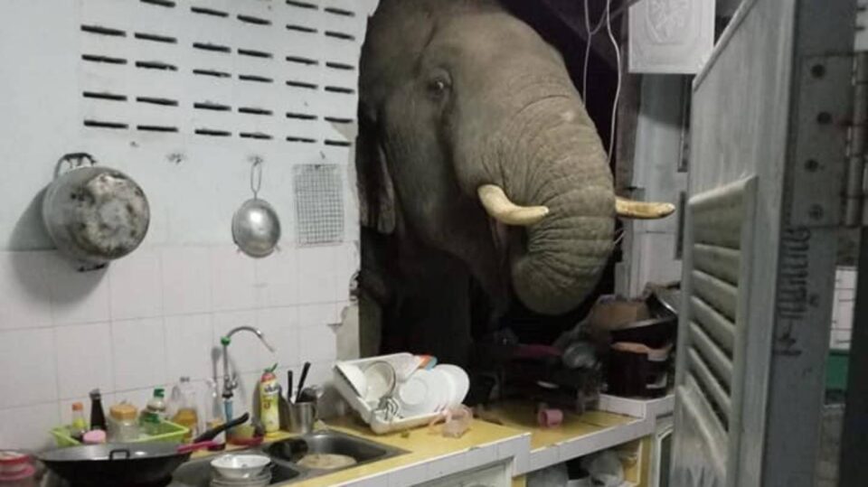 Слон вдерся в будинок у пошуках вечері (ВІДЕО)