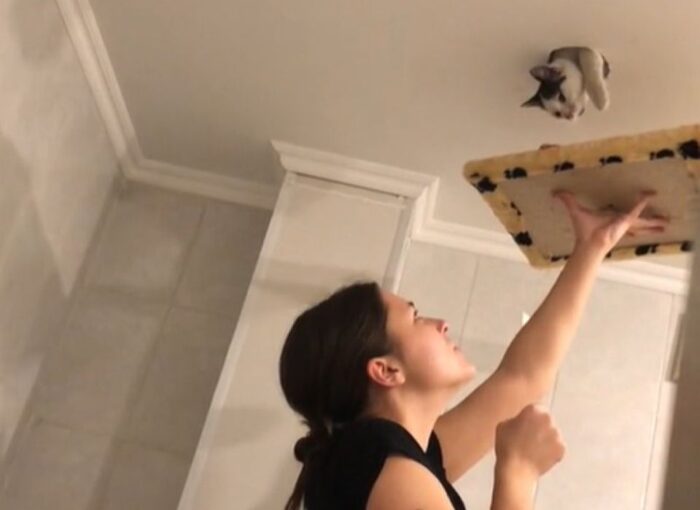Допитливий котик вирішив досліджував стелю  і застряг (відео)