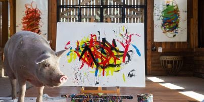 Померла свиня-художниця Пігкассо: вона заробила понад мільйон доларів (фото)
