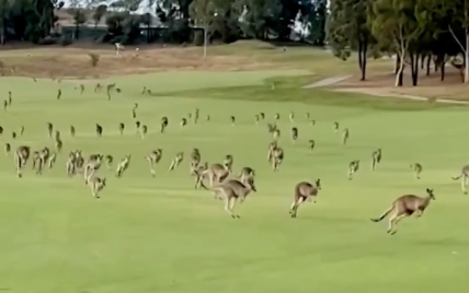Сотні кенгуру "атакували" гольф-клуб – відео