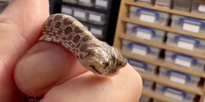 У зоомагазині вилупилася двоголова змія – відео