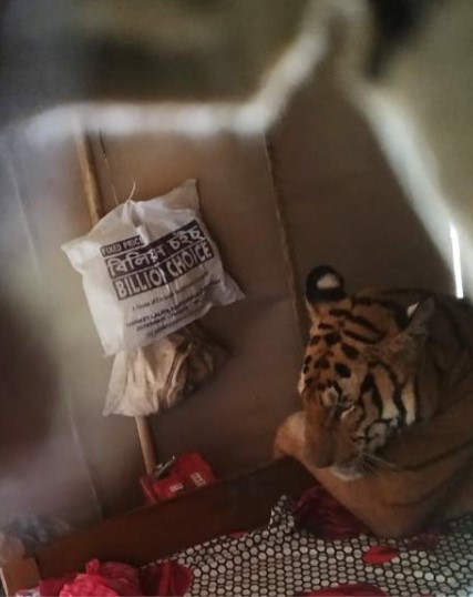Тигр затишно влаштувався у ліжку (ФОТО)