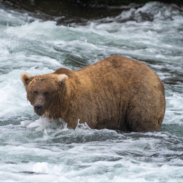 Переможниця конкурсу FatBearWeek Фото: Katmai National Park & ​​Preserve / ©