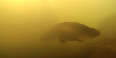 Найстаріша акваріумна риба: скільки їй років та який має вигляд (фото, відео)