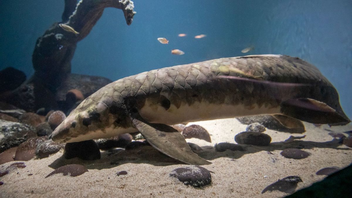 Найстаріша акваріумна риба / Фото: Steinhart Aquarium / © 
