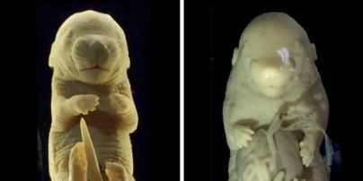 Вчені випадково створили ембріон миші з шістьма лапами і без статевих органів – фото