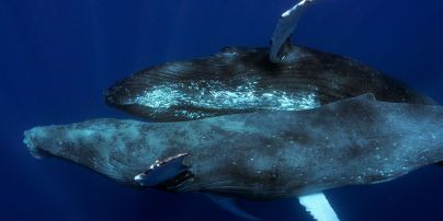 Горбатих китів вперше сфотографували під час сексу: обидва були самцями (фото)