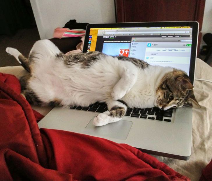 Користувачі мережі, які завели кота і тепер мріють хоча б про хвилину спокою