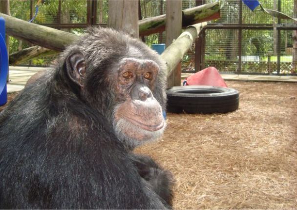 Шимпанзе Майкла Джексона Баблз / Фото: centerforgreatapes.org / © 