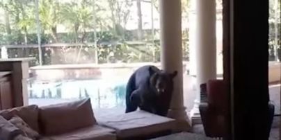 Ведмідь із трьома лапами вдерся до будинку, випив алкоголь та закусив кормом для риб – відео