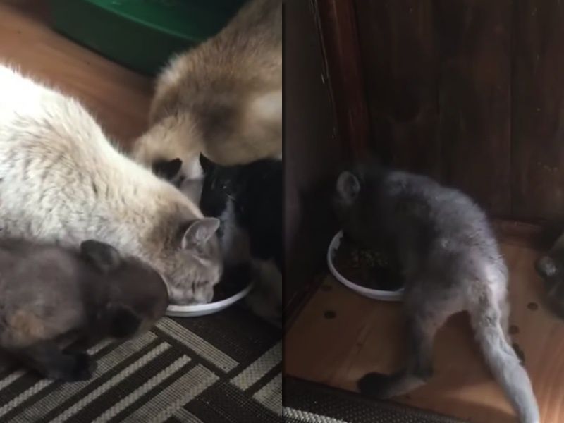 Голодне лисеня відібрало миску з їжею у кішок і відмовилося з ними ділитися