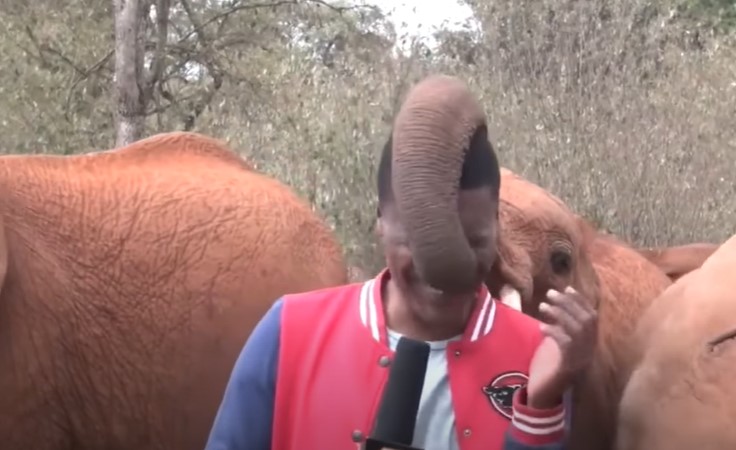 У Кенії слоненя вирішило познайомитися з репортером під час зйомок і стало зіркою мережі (ВІДЕО)