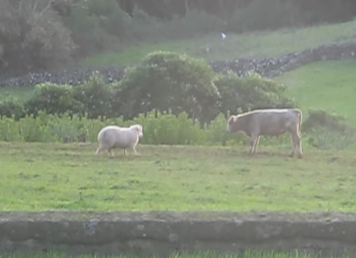 В мережі показали цікаве змагання вівці та корови