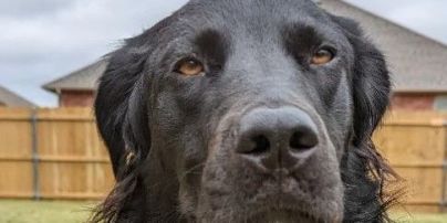 Чорний собака став повністю білим через хворобу: фото до і після