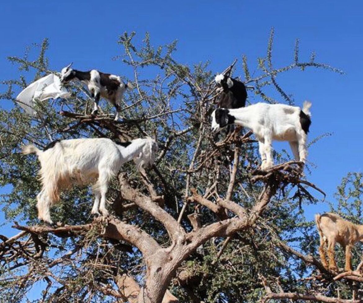 Навіщо Марокканські фермери змушують кіз залазити на дерева