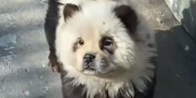 Зроблено в Китаї: зоопарк пофарбував собак та виставив їх під виглядом панд – відео