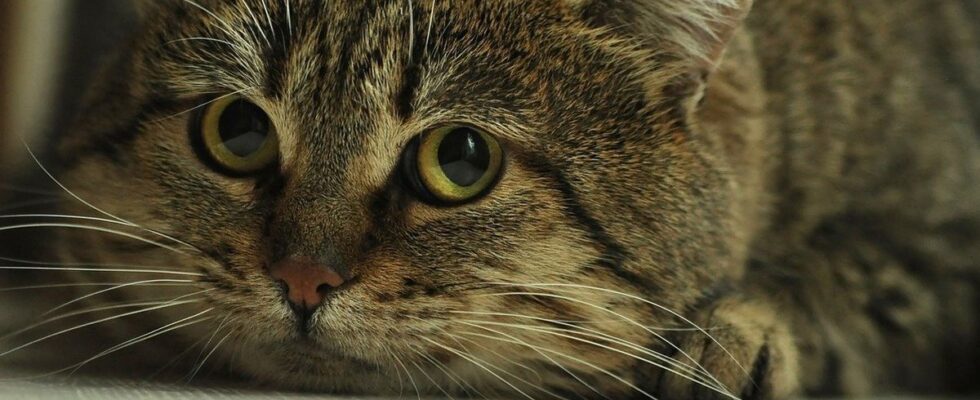 Реакція кота на килимок з зображеними кошенятами розсмішила Мережу