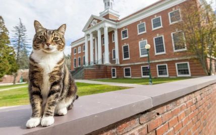 Кіт-дрімайло отримав наукову ступінь: яке звання надав йому університет Вермонту