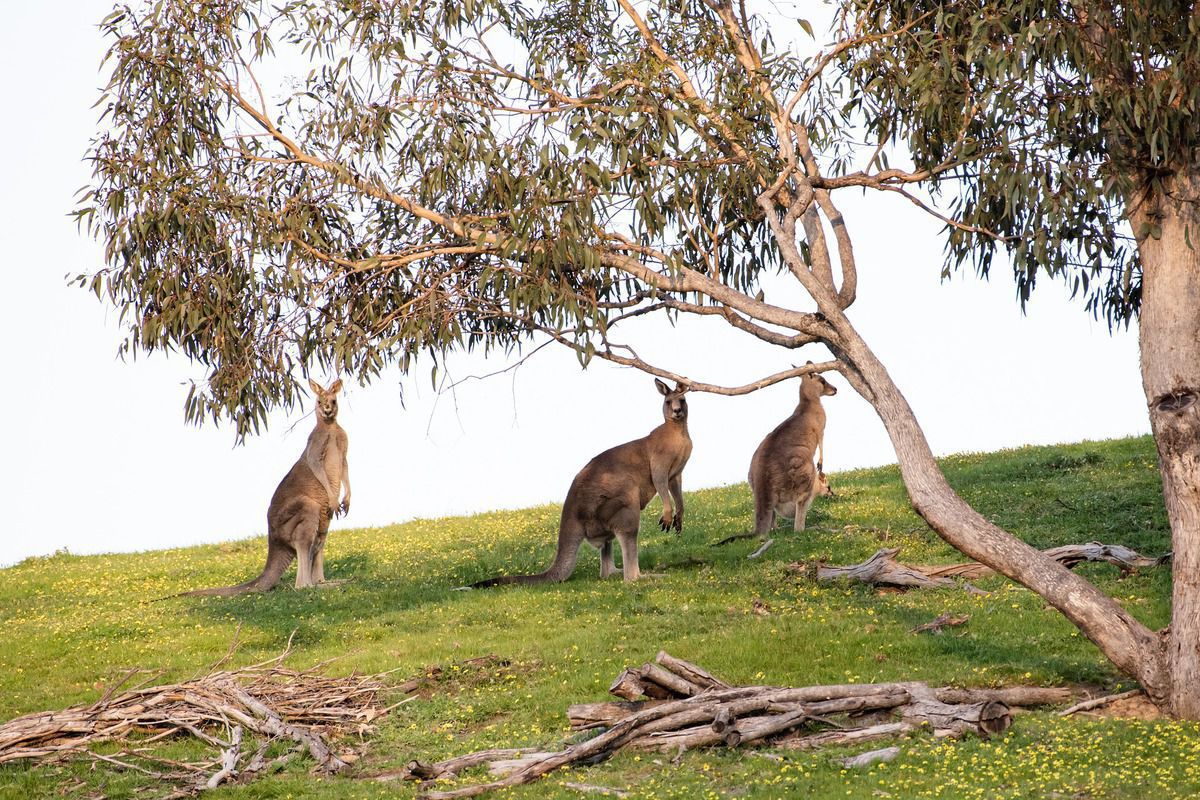 Палеонтологи з’ясували, що в давнину великі кенгуру жили на деревах