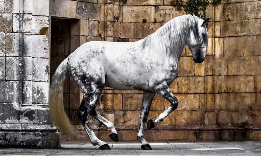 Шведський фотограф показав роботи з королівською породою коней Лузітано