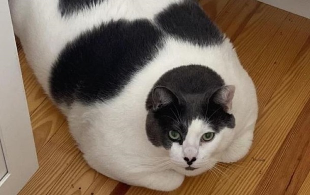 Найтовстіший кіт у світі сів на дієту (ФОТО)