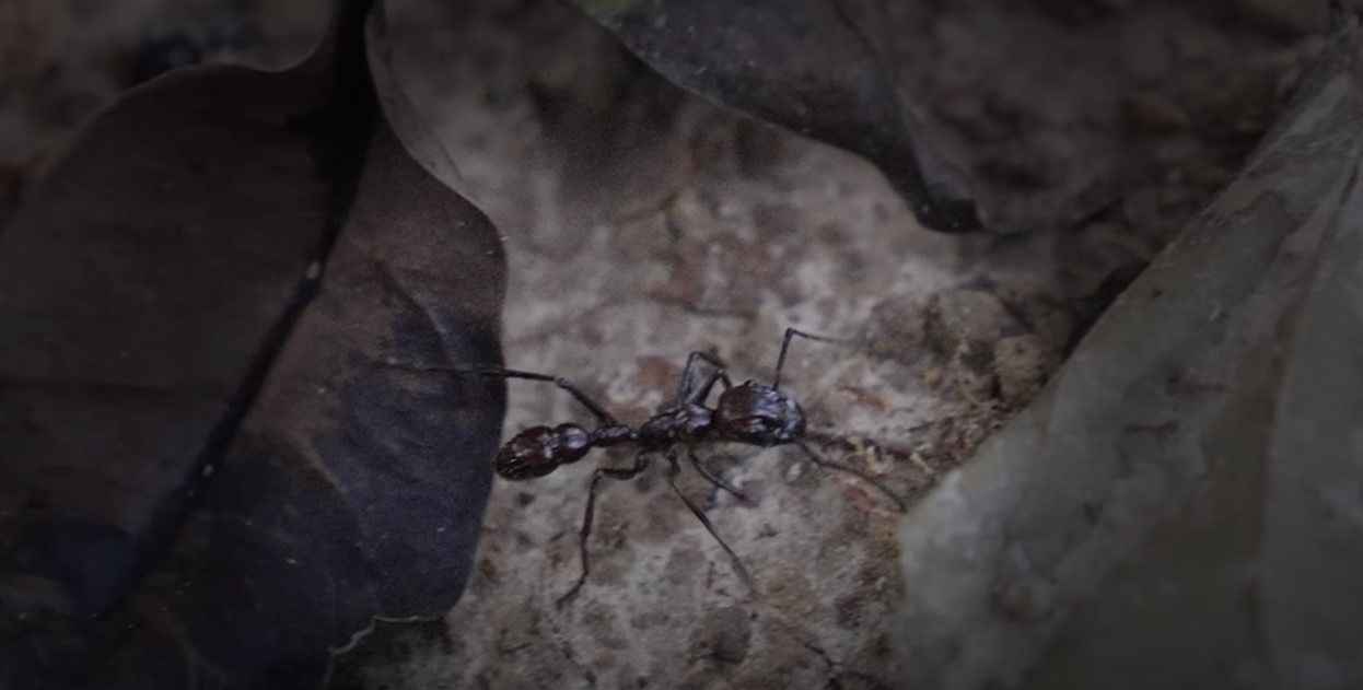 Вогняна мурашка / Фото: youtube.com/@JaySwingler / © 