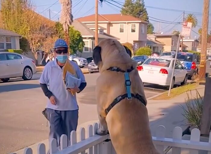80-килограммовая собака обожает своего почтальона: грозный пес тает, когда видит лучшего друга