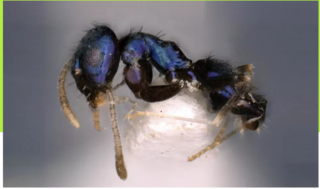 В Индии открыли новый вид муравья – металлическую синюю.