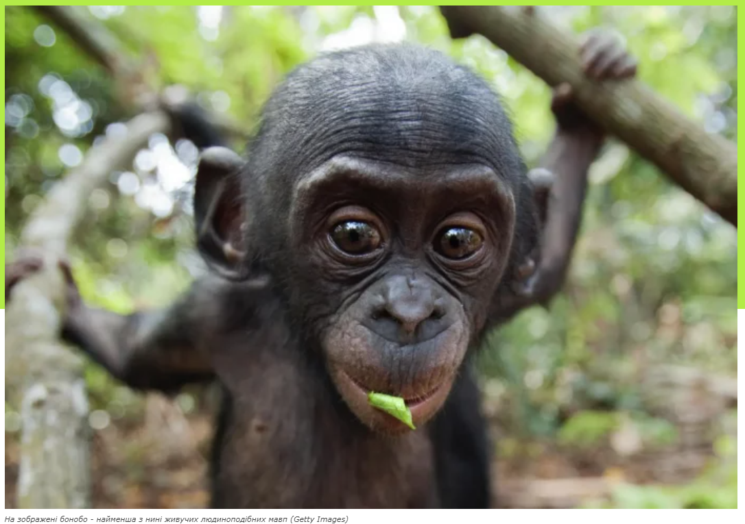 Відкрито новий вид викопних мавп із сімейства, що дало початок Homo sapiens