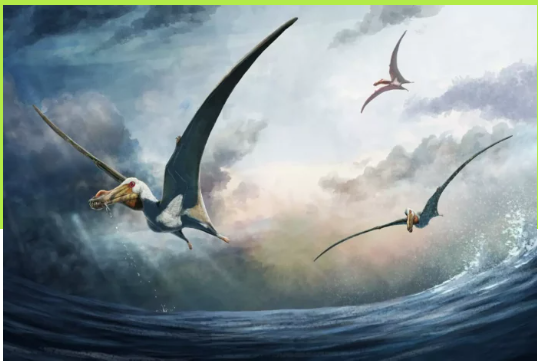 Учені відкрили новий вид величезних хижих птерозаврів