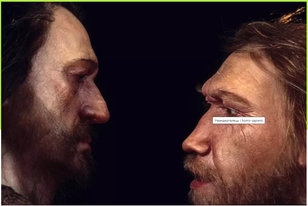 Чим неандертальці відрізнялися від сучасних людей?